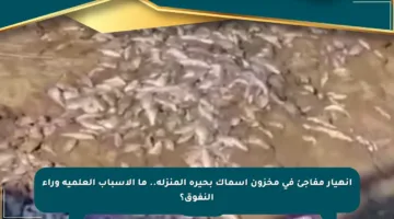 انهيار مفاجئ في مخزون أسماك بحيرة المنزلة.. ما الأسباب العلمية وراء النفوق؟